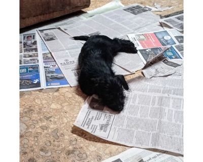 Katie - Cairn Terrier/Yorkie, Yorkshire Terrier Mix Female Puppy for Adoption