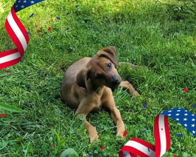 Keeva - Hound (Unknown Type) Female Puppy for Adoption