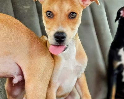 Camdyn - Terrier Mix Male Puppy for Adoption