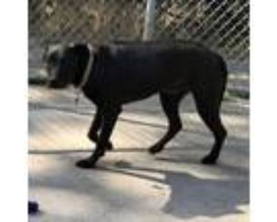 Adopt LADY a Black Labrador Retriever, Airedale Terrier