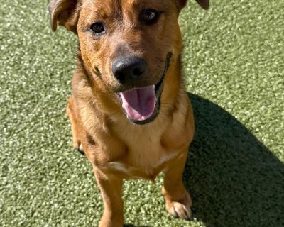 ACO Stray Corgi Mix - Corgi Mix Male Dog for Adoption