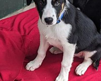 Tequila - Border Collie/Mixed Breed (Medium) Mix Male Puppy for Adoption