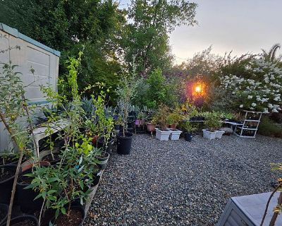 A Pop-Up Spring into Summer Plant and GarageSale