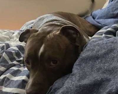 Potter - American Pit Bull Terrier Male Dog for Adoption