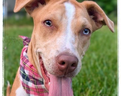 Meet Penny - Catahoula Leopard Dog & Hound Mix Female Dog for Adoption