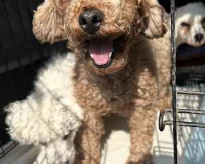 Pepper - Poodle (Miniature) Female Dog for Adoption