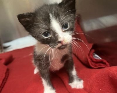 Topaz - Domestic Medium Hair Male Cat for Adoption