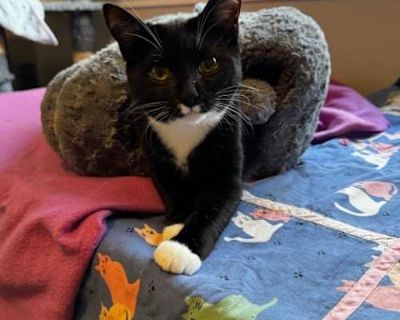 Meet Bonnie & Clyde Partners in Crime and in Love They may share the names of two famous outlaws, but this Bonnie and Clyde s only heist is stealing hearts. These two have been inseparable since kittenhood a bonded pair through thick and thin. Clyde is a gentle soul who happens to be completely blind, but you d never know it by the way he carries himself with quiet courage. He has faced every c...