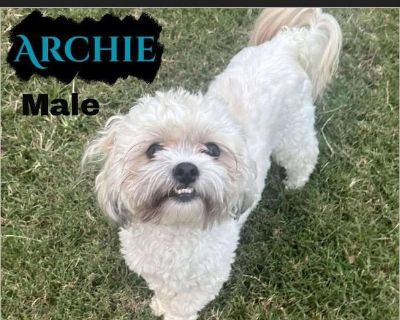 Attention:Adult Only Home!!! Archie is a charming1.5 year old bursting with personality. This playful pup loves nothing more than chewing on his favorite toys,getting head scratches, and snuggling up for cozy naps beside his people. He's a quick learner who who's already mastered basics like 'outside', 'inside',go TT', 'drop it', 'down', 'get down' and 'no' and with his extreme food motivation,...