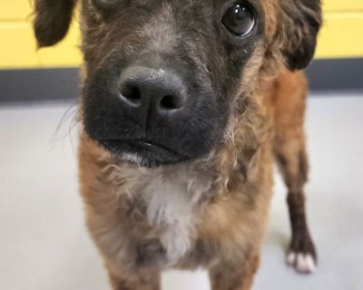 Ozzie / AC 26547 E - Terrier Mix Male Dog for Adoption