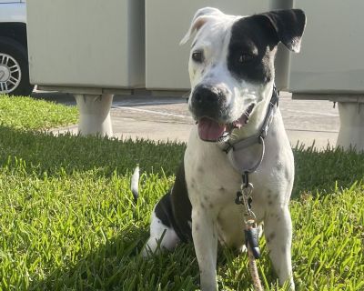 Rain - American Staffordshire Terrier Mix Female Dog for Adoption