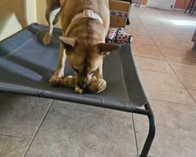 Kamara - American Pit Bull Terrier/German Shepherd Dog Mix Female Dog for Adoption