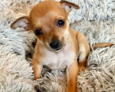 Tanner - Chihuahua Mix Male Puppy for Adoption
