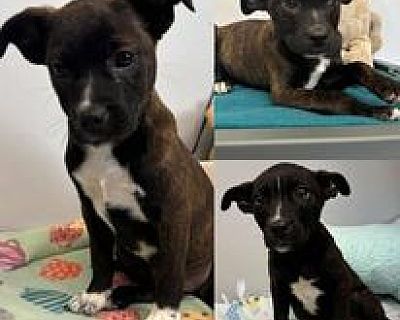 Freddie Mac - Terrier (Unknown Type, Medium) Male Puppy for Adoption