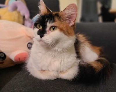 Breed DLH Calico Spayed Female Weight Estimated Age 5 years If you are interested in adopting this cat, please fill out our cat adoption questionnaire at https://www.shelterluv.com/matchme/adopt/HTAR/Cat. For questions, email saufenka@yahoo.com. HOW TO MEET THIS CAT: You can meet this cat in a foster home. LOCATION: Foster home ADOPTION COORDINATOR: Shana, saufenka@yahoo.com ADOPTION FEE: $170....