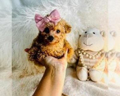 8 Weeks Old * Size at Maturity: Small * Availability Date: 11/14/2025 * Shipping Area: Nationwide * Payment Method: Paypal, Escrow Service, Credit Cards, Cash *. I can hand deliver to your home or hotel for a low fee. Puppies start at $1550 and up. Teacup and Toy poodles I can hand deliver for a low fee. Adorable litter of Maltese Puppies. Males and Females Teacups and Tiny toys with baby doll ...