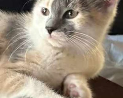 Blossom - Domestic Shorthair Female Cat for Adoption