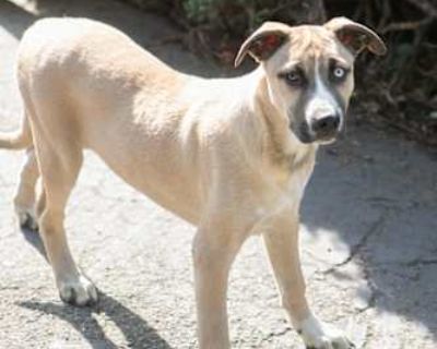 Bowie - Husky/Boxer Mix Male Puppy for Adoption