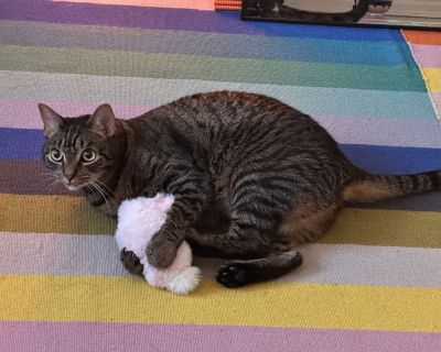 Sakura - Domestic Short Hair Mix Female Cat for Adoption