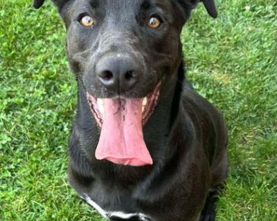 Evie - Labrador Retriever Mix Female Dog for Adoption