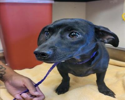 BENITA - Chihuahua & Dachshund Mix Female Dog for Adoption