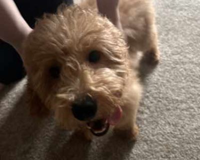 Noodle - Goldendoodle Male Puppy for Adoption
