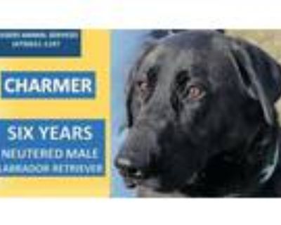 Adopt CHARMER/ WAYNE a Labrador Retriever