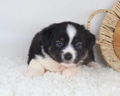 Tig - Male Toy Australian Shepherd Puppy for Sale