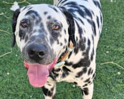 Aloha - Dalmatian Male Puppy for Adoption