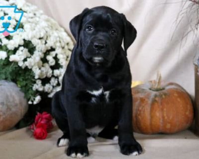 Bentley - Male Boxador Puppy for Sale