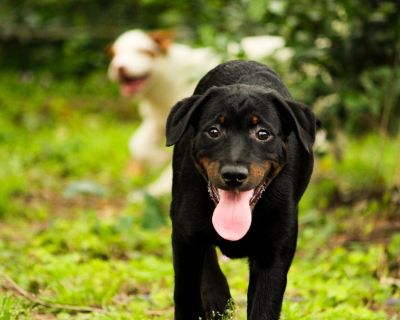 Tiny - Mixed Breed Male Dog for Adoption