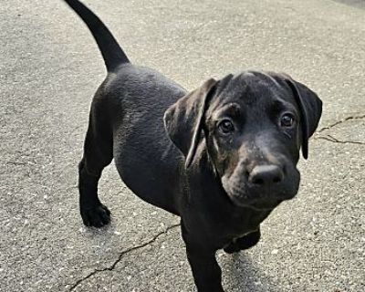 Maddy - Labrador Retriever/Flat-Coated Retriever Mix Female Puppy for Adoption