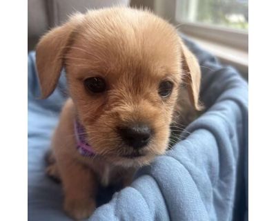 Dory - Yorkie, Yorkshire Terrier/Chihuahua Mix Female Puppy for Adoption