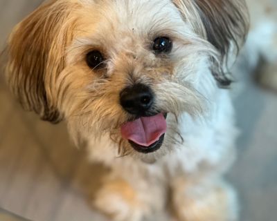 Dude - Lhasa Apso Mix Male Dog for Adoption