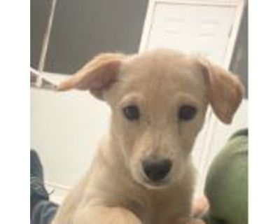 Willie - American Eskimo Dog/Welsh Terrier Mix Male Puppy for Adoption