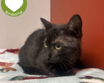 Binx - Domestic Shorthair Male Cat for Adoption