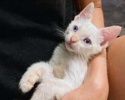 Jackie - Siamese Female Cat for Adoption