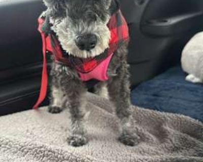 Tess: Needs sponsors! - Schnauzer (Miniature) Female Dog for Adoption