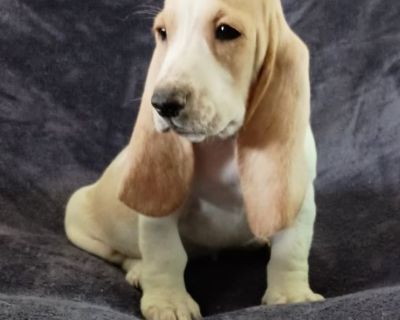 Basset hound puppies for best sale sale craigslist