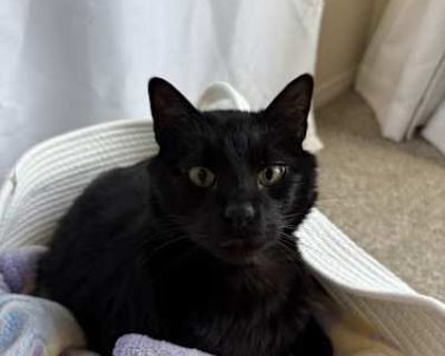 Luna is a loving, affectionate cat who enjoys snuggles and following you around for attention (and treats!). Friendly and litter trained, he s looking for a warm, caring home! He is microchipped, neutered, and up to date on shots.. Good with kids Good with dogs Good with cats Needs experienced adopter Shots current Spayed / Neutered Housetrained Microchipped. Breed American Shorthair Color Blac...