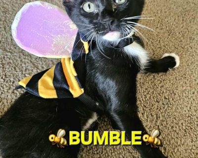 :::Bumble::: - Tuxedo & Domestic Short Hair Mix Male Cat for Adoption