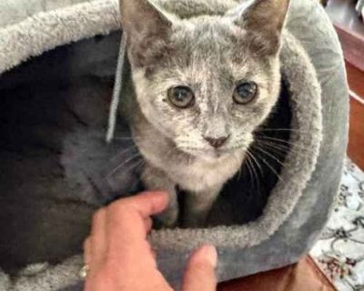 Opal - Domestic Shorthair Female Cat for Adoption