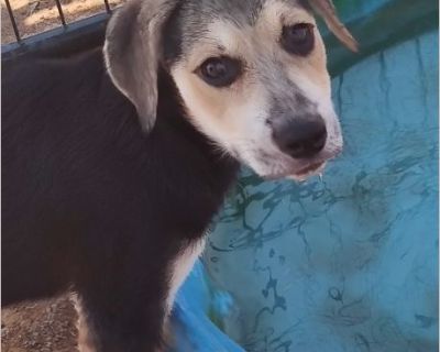 Remi - Female Puppy German Shepherd mix for Adoption