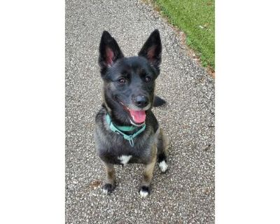 Arwen - Norwegian Elkhound/Shepherd (Unknown Type) Mix Female Dog for Adoption