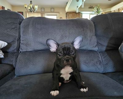 4 Male and 2 Female French Bulldog Puppies for Sale