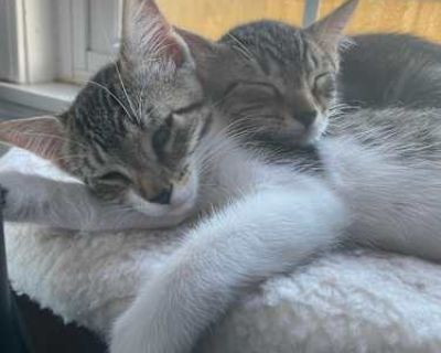 2 very friendly kittens! - American Shorthair Female Cat for Adoption