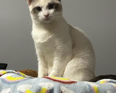 Bunny 2 - Siamese Female Cat for Adoption