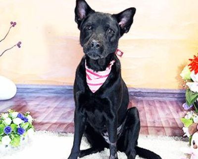 ZUMBA - Labrador Retriever Female Dog for Adoption