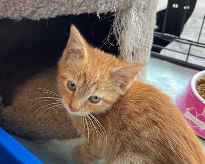 Pugsley Addams - Domestic Shorthair Male Cat for Adoption