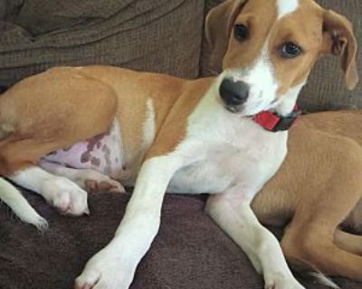 Maleficient - Fox Terrier (Smooth)/Hound (Unknown Type) Mix Female Puppy for Adoption